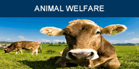 animal welfare